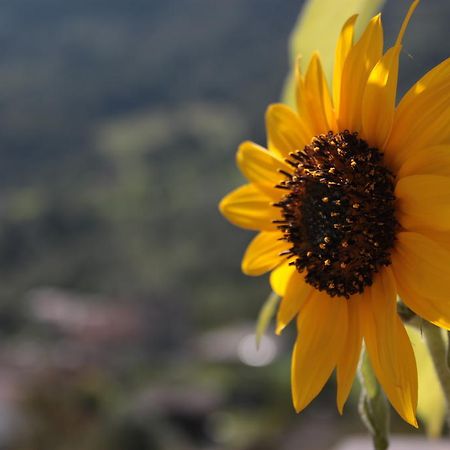 Il Girasole Appartamento Baceno Esterno foto