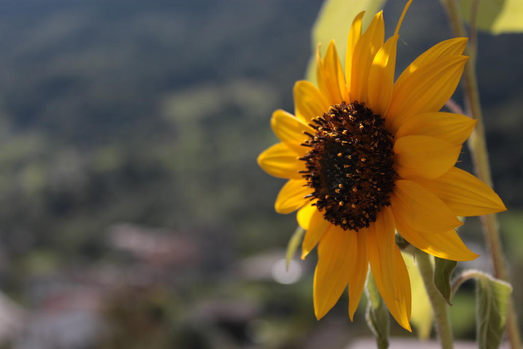 Il Girasole Appartamento Baceno Esterno foto